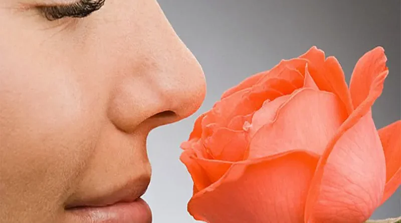 رابطه بین بوییدن گل‌ها و بهبود سیستم ایمنی بدن